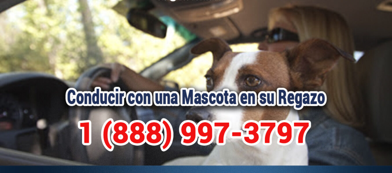 ¿Es Legal Conducir con una Mascota en su Regazo en Los Angeles?